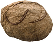 pEhEJp[j PAIN DE CAMPAGNE 