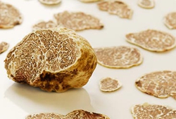 truffleMushroom_02LG.jpg