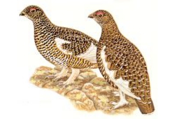 grouse.jpg